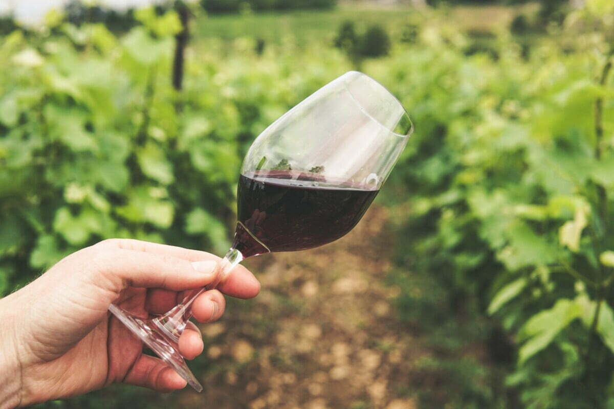 How To Save Money On Date Nights - winery How To Save Money On Date Nights - winery